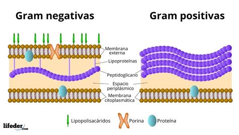 O Que São Bacterias Gram Negativas SOLOLEARN
