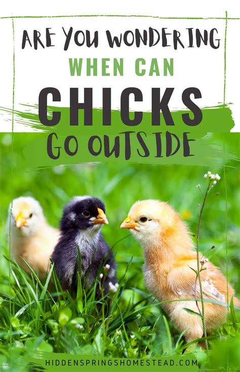 When Can Chicks Go Outside Best Guide For Beginners