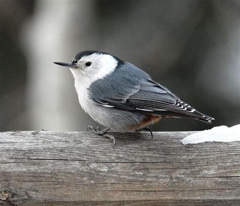 Seis Pássaros No Inverno é Provável Que Você Veja Good Idea