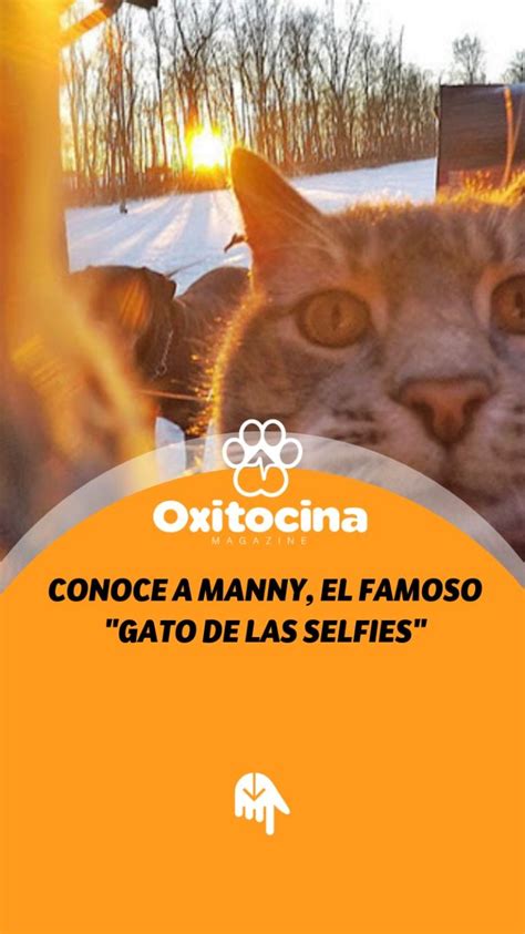 Este Felino Mejor Concido Como El Gato De Las Selfies Se Apoderó De