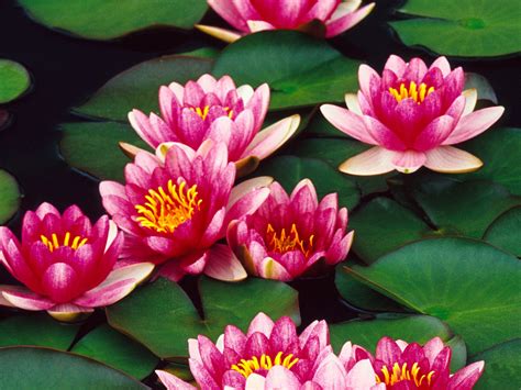 Types of lotus flowers with pictures. Lilly Flower Types HD Wallpaper 1600x1200 free download images