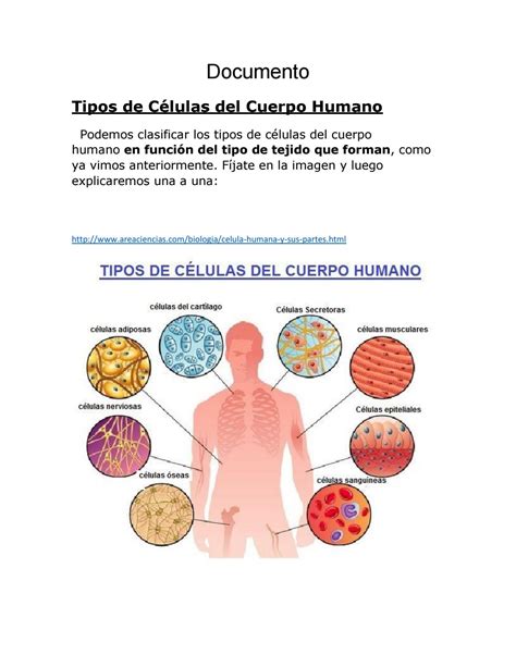 Top 109 Imagenes De Celulas En El Cuerpo Humano Smartindustrymx
