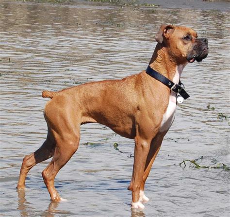 Boxer Dog Breed Information Pictures And More
