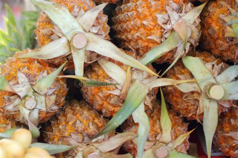 Fresh Pineapple Fruit On The Market Stock Photo Image Of Healthy
