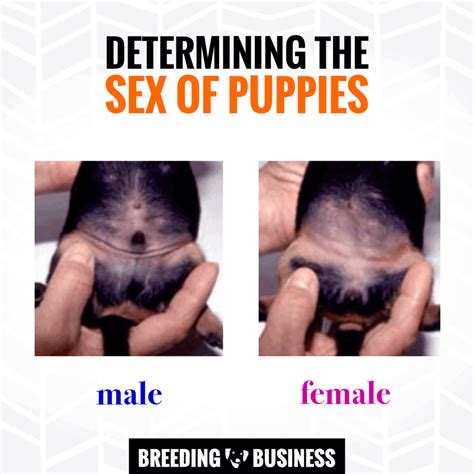Sexing Puppies How To Determine The Sex Of Newborn Puppies