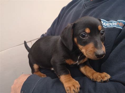 69 Miniature Black Dachshund Puppies For Sale Picture