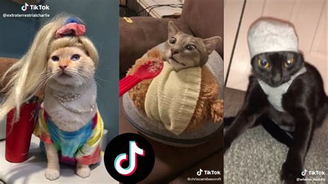 Ultimate Funny Tiktok Cats Compilation 😺🐾 Part 3 Youtube