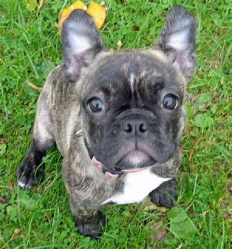 Boston Terrier French Bulldog Mix Puppies For Sale Zoe Fans Blog