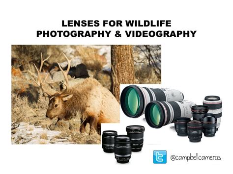 Wildlife Photography Lenses By Campbell Cameras Via Slideshare
