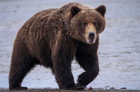 Cazador Fue Mutilado Fatalmente Por Un Oso Grizzly En El Parque
