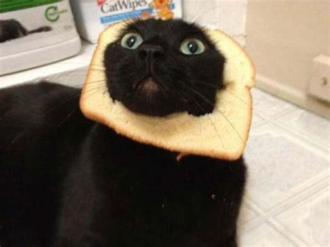 A Black Cat With A Slice Of Bread On Its Head