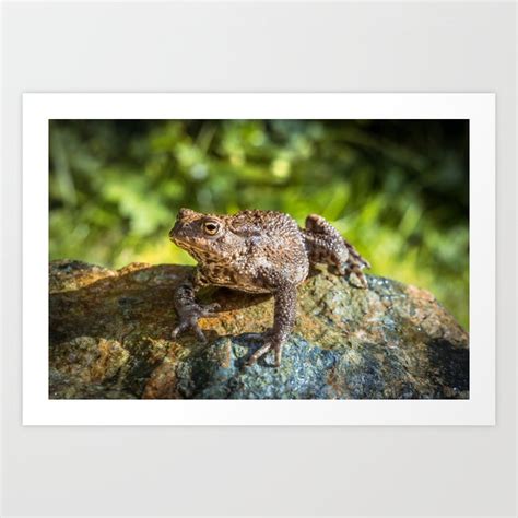 Amphibian Common British Toad Frog Art Print By Jason Jones Society6