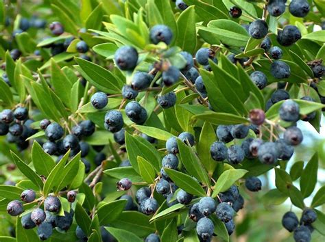 A dire il vero, la ricetta tradizionale del mirto sardo contempla la presenza di alcune foglie di mirto anche se il loro numero deve essere davvero esiguo rispetto al peso complessivo delle bacche. Bacche di mirto: proprietà e ricette - Inchiostro Virtuale