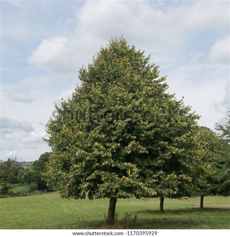 Common Lime Tree Tilia X Europaea Stock Photo Edit Now 1170395929