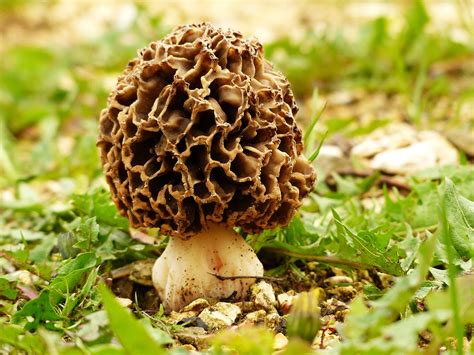 Michigan Creates Morel Mushroom Hunting Map The Venatic