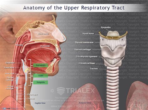 Anatomy Of The Upper Respiratory Tract Trial Exhibits Inc