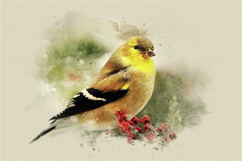Goldfinch Watercolor Art Mixed Media By Christina Rollo