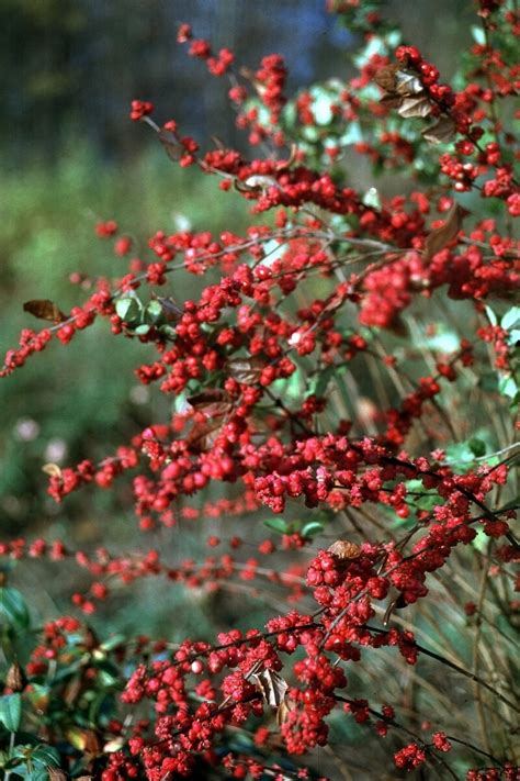 Symphoricarpos X Doorenbosii Magic Berry Coralberry 5 Siteone