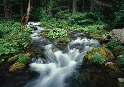 Woodland Stream 1876 Wall Mural Full Size Large Wall Murals The Mural