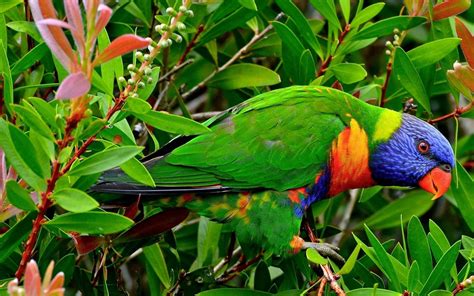 Beautiful Multicolor Parrot Exotic Birds Wallpaper Hd