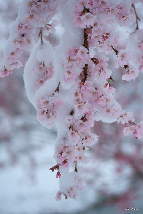 Cherry Blossom In Snow Flowers Winter Garden Beautiful Flowers