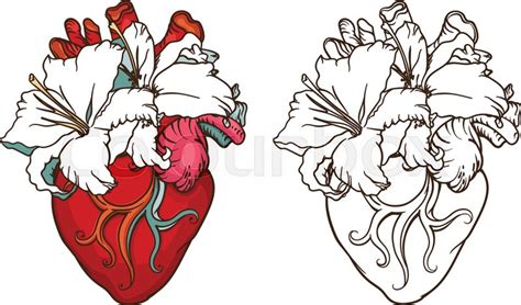 Stylized Anatomical Human Heart Stock Vector Colourbox
