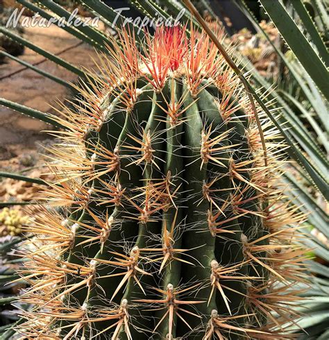 Ferocactus Pilosus Un Cactus 🌵 Ideal Para Tu Jardín Xerófito