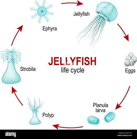 Ciclo De Vida De Medusas De Huevos A Larva Polyp Strobila Y Ephyra