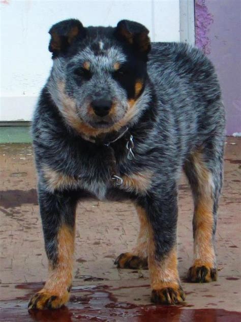 Blue Heeler Pure Bred Photos