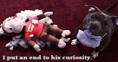 Dogs Caught In Absolutely Hilarious Moments
