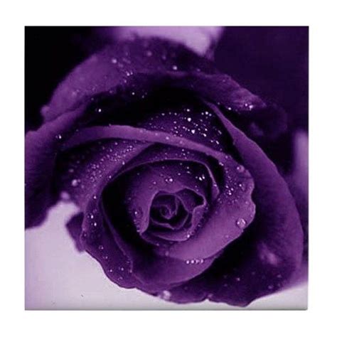 Neon purple backgrounds 56 images. Purple Rose Tile Coaster by StarAngel's Shop - CafePress ...
