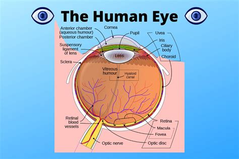 How The Human Eye Works Step By Step