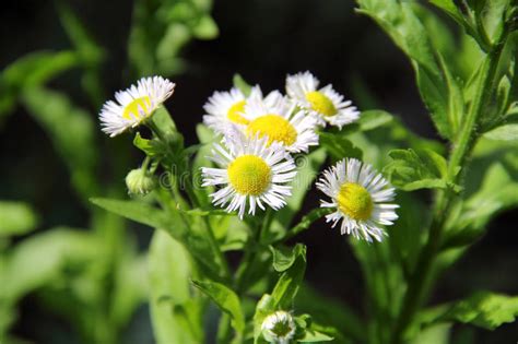 The leaf blades are longer than they are wide and have parallel veins. Annual Fleabane Herb Stock Photo - Image: 46831485