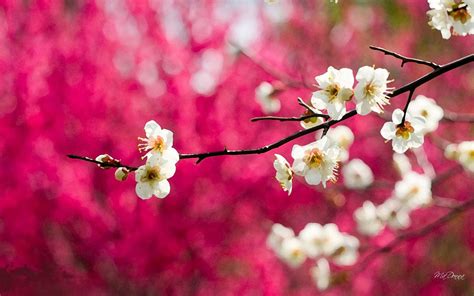 73 Cherry Blossom Desktop Wallpaper