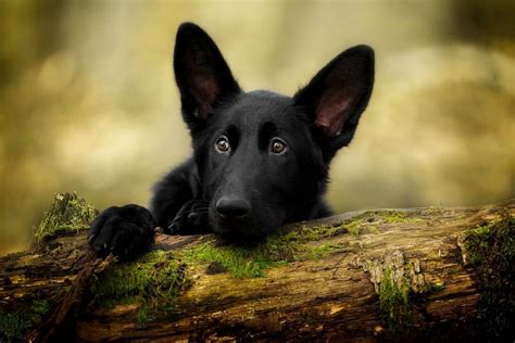 The Ultimate Breed Guide About Black German Shepherd Black German