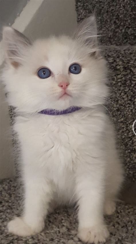 Beautiful Ragdoll Kittens Available For Their New Homes Listings