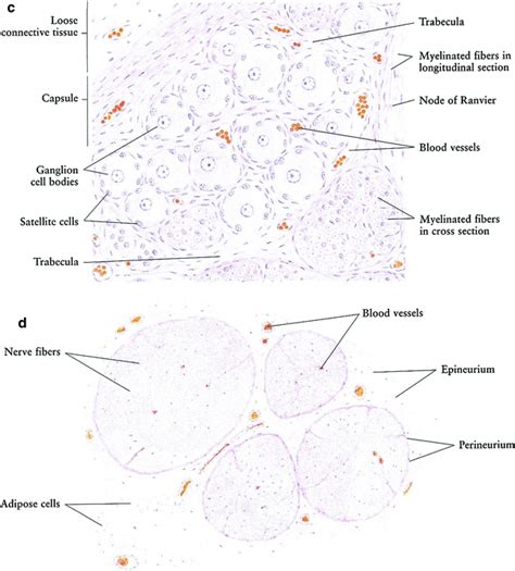 Peripheral Nerve Histology Cross Section