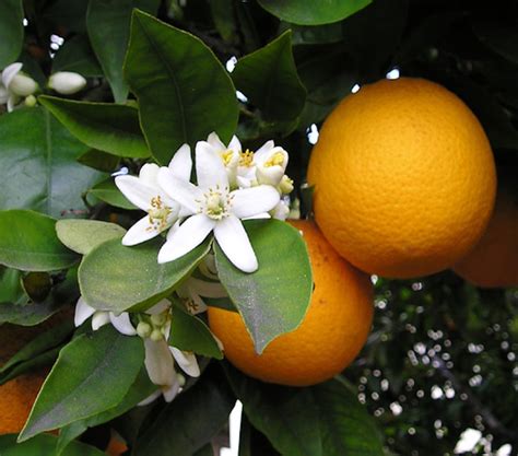 Citrus Sinensis Arancio Portocal In Ghiveci Floraria Secret