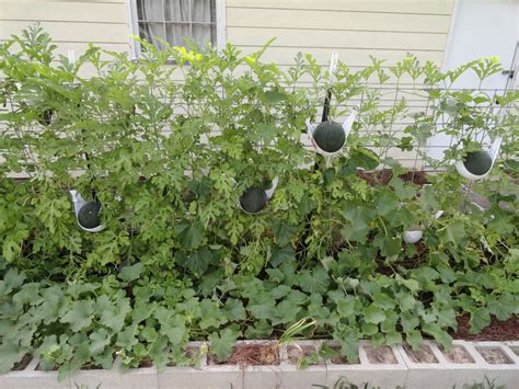 Grow Watermelon On A Trellis Garden Stuff Pinterest