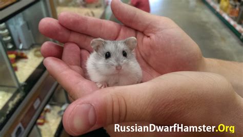Siberian Dwarf Hamsters We Know You Have Been Waiting Here Is The