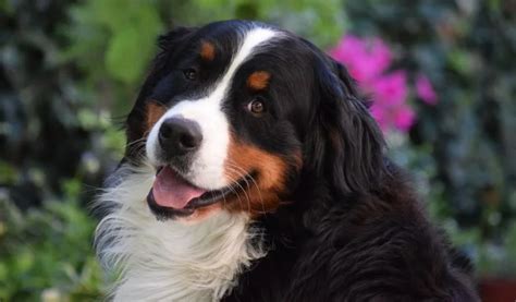 The Bernese Mountain Dog Temperament What Makes This Breed So Special