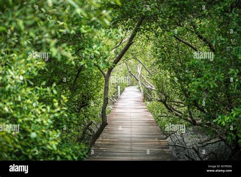 Wooden Bridge Of Walkway Inside Tropical Mangrove Forest Covered By