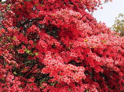 Beautiful Red Flowering Shrubs That Make Your Landscape Pop In 2021