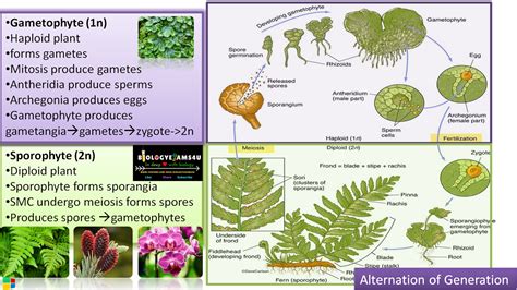 What Is Alternation Of Generation In Plants Difference Between Gametophyte And Sporophyte With