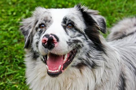 Australian Shepherd Looking Up In The Sky And Smiling Stock Image