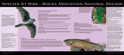 Species At Risk Rocky Mountain Natural Region Open