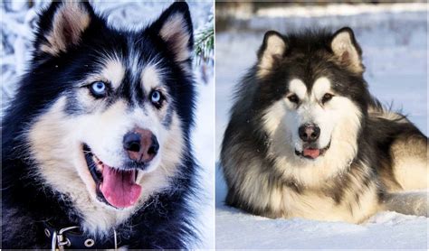 Husky Malamute Mix The Ideal Sled Dog