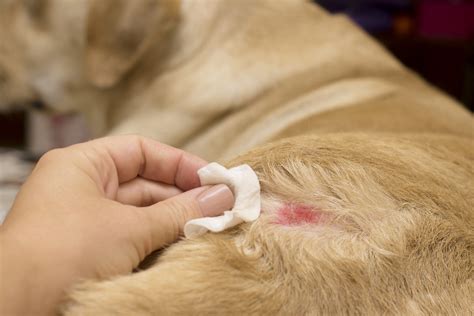 Are Labradors Retrievers Prone To Allergies Labrador Central