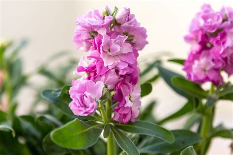 How To Grow And Care For Stock Flowers
