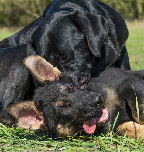 German Shepherd Vs Labrador Which Breed Is Best